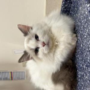 Lost 2 Bubba (Massachusetts)