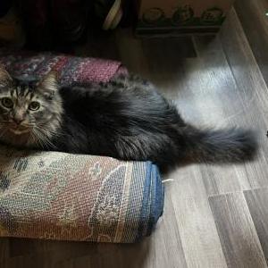 Image of mouse, Lost Cat