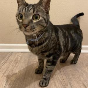 Image of Unknown, Found Cat