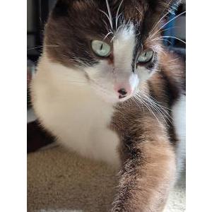 Image of Chocolate, Lost Cat