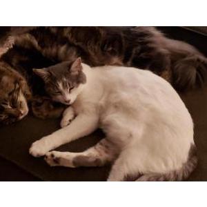 Image of Gracie, Lost Cat