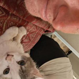 Image of Kiki, Lost Cat
