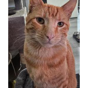 Image of Meliodas, Lost Cat