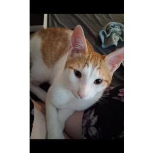 Image of Love, Lost Cat