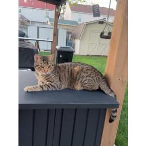 Lost Cat Goomba