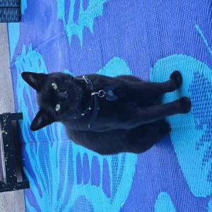Lost 2 T'Challa (California)