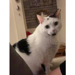Image of artemis, Lost Cat