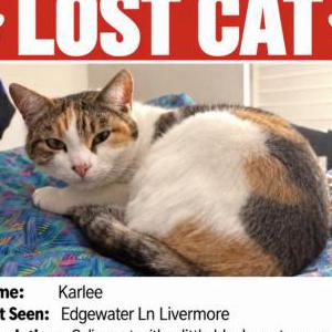Image of Karlee, Lost Cat