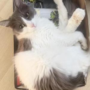 Image of Bella, Lost Cat