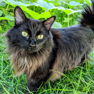 Image of Nimbus, Lost Cat
