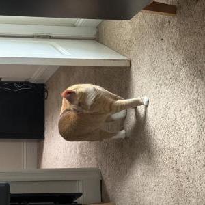 Image of Jerry, Lost Cat