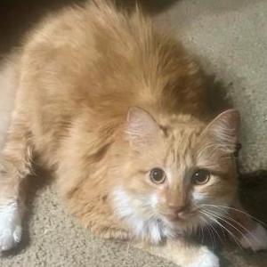 Image of Gingy, Lost Cat
