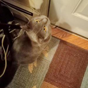 Lost 2 SMOKEY (Virginia)