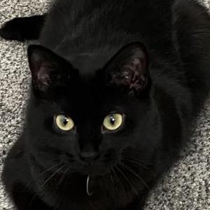 Lost 2 Rosie (Ohio)