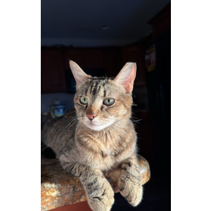 Image of Bambi, Lost Cat