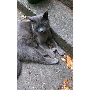 Image of Mr. Misty or Misty., Lost Cat