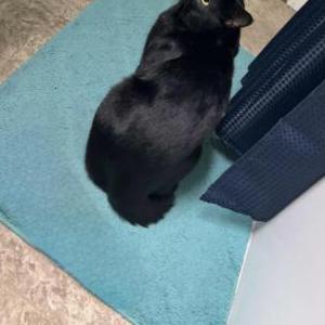Image of Pantero, Lost Cat