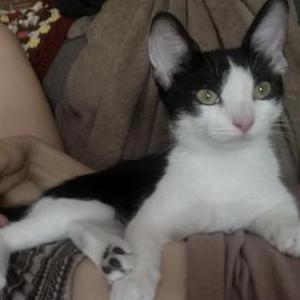 Image of Kitty, Lost Cat