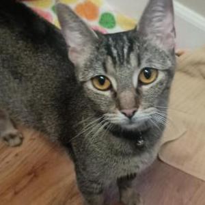 Image of Unknown, Found Cat