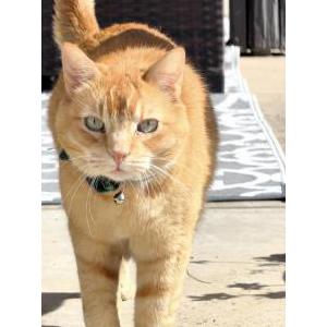 Image of Oliver, Lost Cat