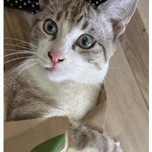 Image of Buster, Lost Cat