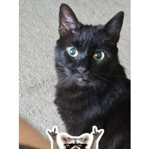 Image of Astraeus, Lost Cat