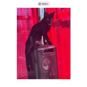 Image of Baby kitten, Lost Cat