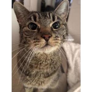 Image of Milo, Lost Cat