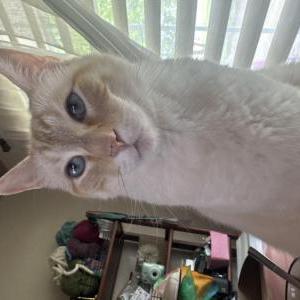 Image of Jojo, Lost Cat