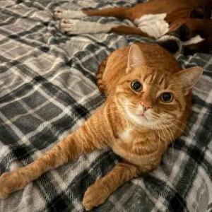 Image of Theo, Lost Cat