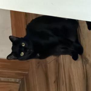 Lost 2 Mel (Delaware)
