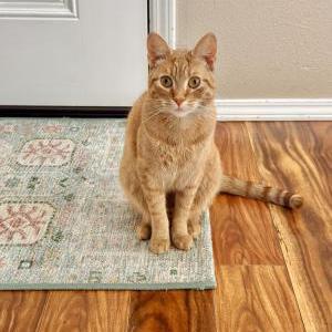 Image of Peach, Lost Cat