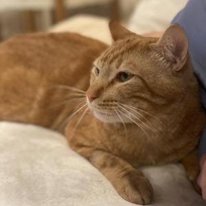 Image of Nio, Lost Cat