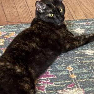 Image of Virga, Lost Cat
