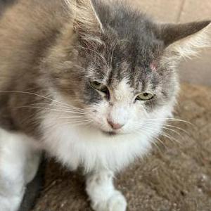 Image of Snowy, Lost Cat