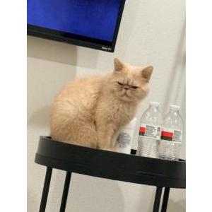 Image of Gizmo, Lost Cat
