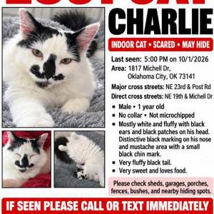 Image of Charlie, Lost Cat