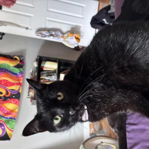 Lost 2 Perci (Louisiana)