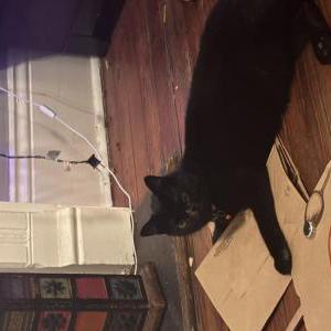 2nd Image of Perci, Lost Cat