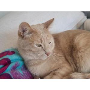 Image of Teddy H, Lost Cat