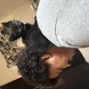 Image of Shadow, Lost Cat