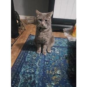 Image of Milo, Lost Cat
