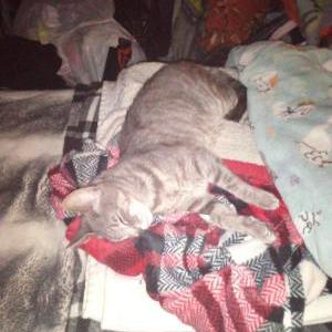 Lost 2 Ms Norris (Maryland)