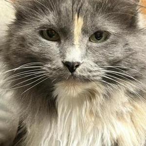 Image of Keykey, Lost Cat