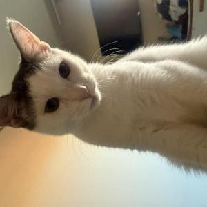 Image of Silver, Lost Cat