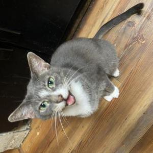 Image of Darling, Lost Cat