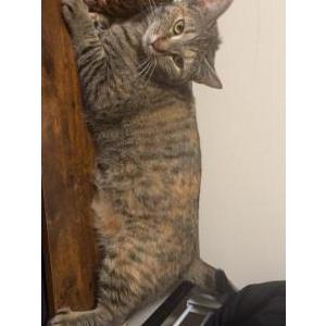 Image of Nugget, Lost Cat