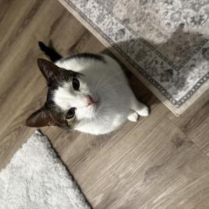 Lost 2 Milo (North Carolina)