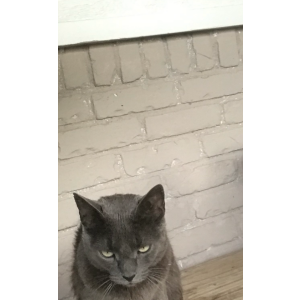 Image of Taco, Lost Cat