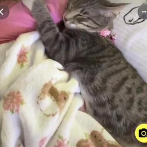 Image of Luisa, Lost Cat